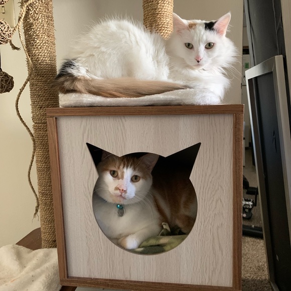 Meet your Posher, Tristan - Picture 2 of 4